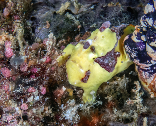 Painted Frogfish (Antennarius pictus), reefs of Kapalai Island, Sabah, Malaysia, Borneo 