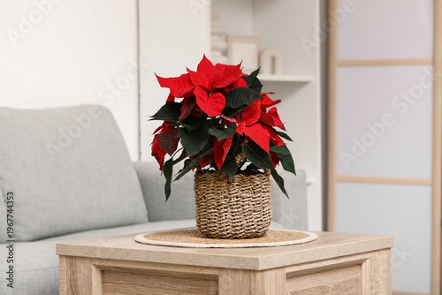 Christmas plant poinsettia ...