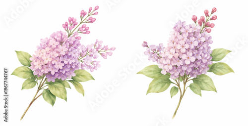 Watercolor pink lilac collection illustration, blooming lilac branches with green leaves isolated on white background.