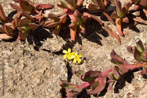 Carpobrotus succulent plant growing on rocky coastal ground in central Chile