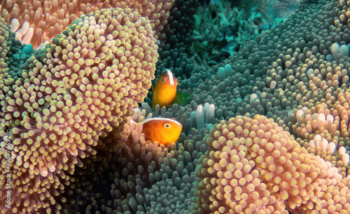 Clark’s Anemonefish (Amphiprion clarkii) residing in a Bubble-tip Anemone (Entacmaea quadricolor), reefs of Sipadan Island, Sabah, Malaysia, Borneo 