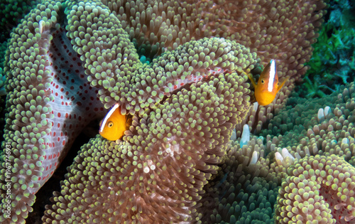 Clark’s Anemonefish (Amphiprion clarkii) residing in a Bubble-tip Anemone (Entacmaea quadricolor), reefs of Sipadan Island, Sabah, Malaysia, Borneo 