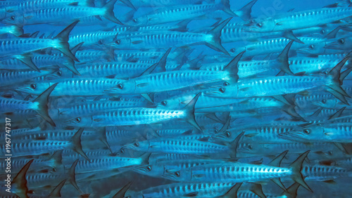 A School of Pickhandle Barracuda (Sphyraena jello),  Reefs of Sipadan Island, Sabah, Malaysia, Borneo