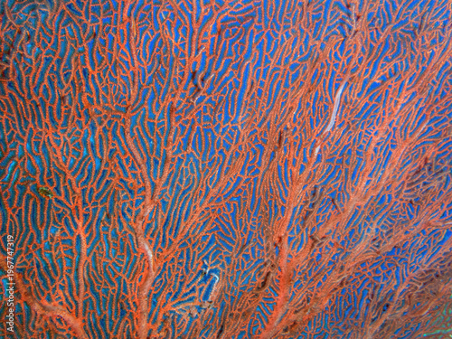 Gorgonian Sea Fan (Annella reticulata), reefs of Sipadan Island, Sabah, Malaysia, Borneo
