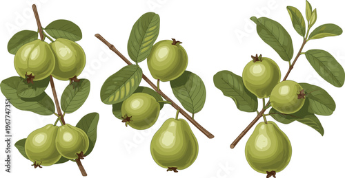 Green Pear Branch Vector Set with Pears and Leaves, Fresh Organic Fruit Illustration Isolated on White Background