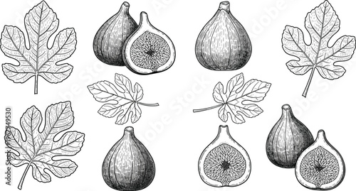 Hand-Drawn Vector Illustration Set of Figs and Fig Leaves, Including Whole and Sliced Figs, for Food, Botanical, and Vintage Design Projects