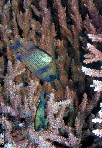 Blue-green Chromis Damselfish (Chromis viridis) swimming among Branching Acropora Staghorn Coral, Sipadan Island, Sabah, Malaysia, Borneo