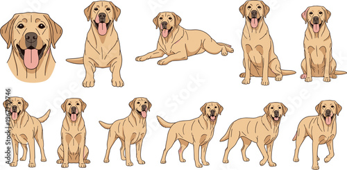 Labrador Retriever Dog Illustration Set with Various Poses for Pet, Animal, and Dog Lover Graphics