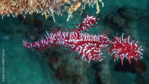 Ornate Ghost Pipefish (Solenostomus paradoxus), the reefs of Mabul Island, Sabah, Malaysia, Borneo 