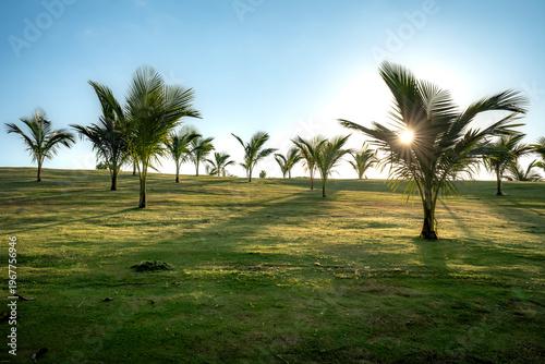Alma 5-star resort in Cam Ranh district, Khanh Hoa province, Vietnam - March 19, 2026: Blue sky, green grass, and palm trees at Alma 5-star resort in Cam Ranh district, Khanh Hoa province, Vietnam