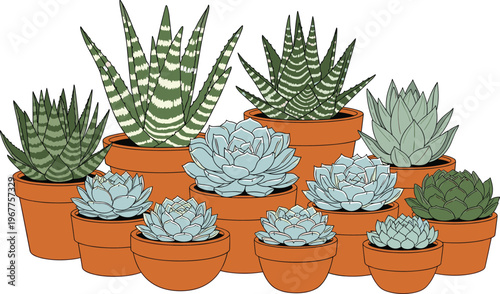 succulent, cactus, pot, garden, vector, botany, houseplant, echeveria, haworthia, flora, greenery, ceramic, clay, organic, decoration