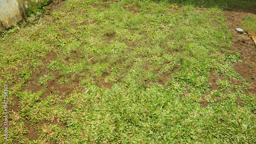 Quadro em tela Patchy green grass lawn with bare soil spots in backyard, sunlight, natural texture background