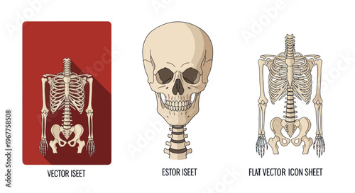 Human Skeleton Anatomy Illustration - Skull, Torso, Pelvis