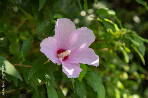 Close-up of a single pale pink hibiscus flower with a deep red and yellow center in full bloom, set against a soft-focus background of green leaves in natural sunlight.