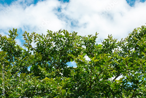 Low-angle view looking up at dense green leafy tree branches filling the frame against a bright blue sky with white cumulus clouds on a sunny day.