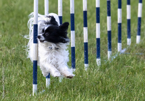 Φωτογραφία Small fluffy black and white dog running through vertical slalom poles in a dog agility competition