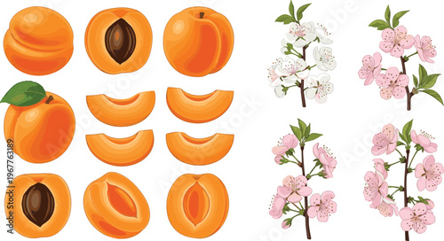 Set of 9 Vector Illustrations of Peaches, Sliced Peaches, Peach Halves with Pits, and Peach Blossoms with Branches for Organic Fruit and Nature Designs