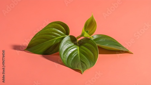 Tropical Dragon Tail Monstera leaves on coral backdrop, minimal summer botanical design