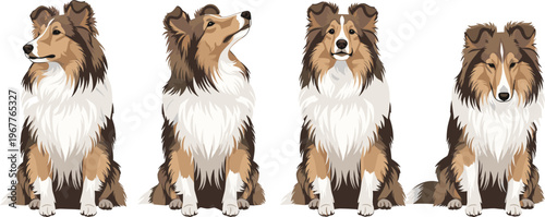 Shetland Sheepdog Vector Illustration Set with Different Poses and Expressions for Pet, Animal, and Graphic Design Projects