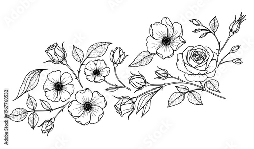 Hand drawn rose sketch collection flowers buds botanical decorative vector illustration