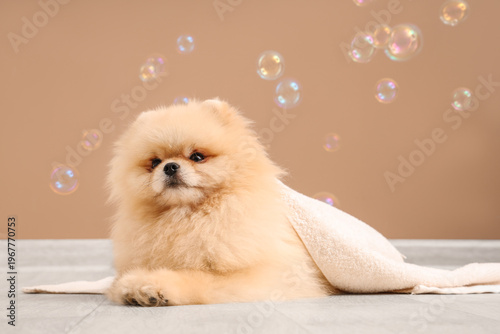 Cute dog with soap bubbles ...