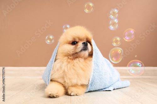 Cute dog with soap bubbles ...