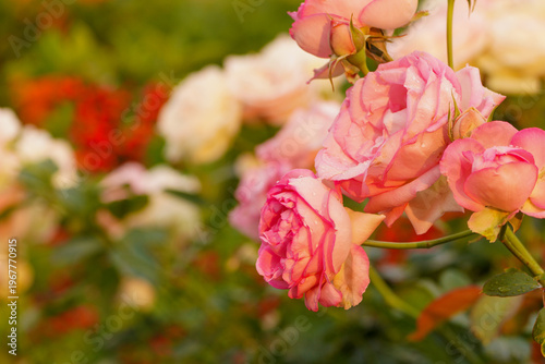 pink rose bush in spring