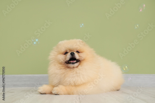 Cute dog with soap bubbles ...