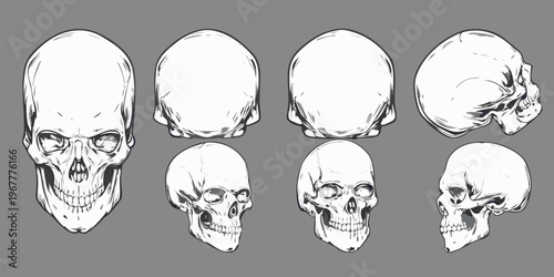 Anatomical study of human skulls in various orientations and views