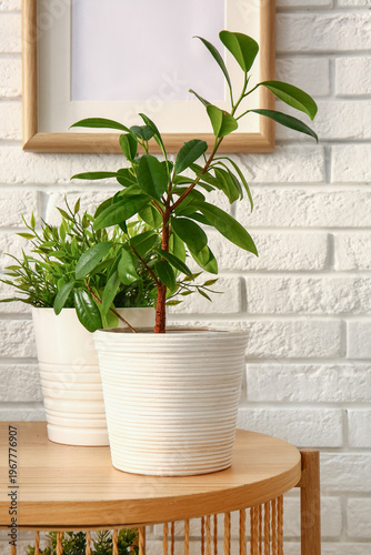 Green houseplants on table ...