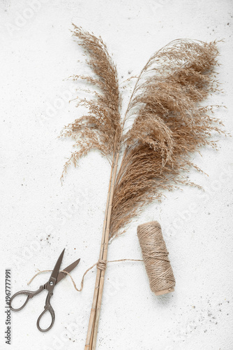 Pampas grass with scissors ...