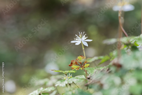 バイカオウレン