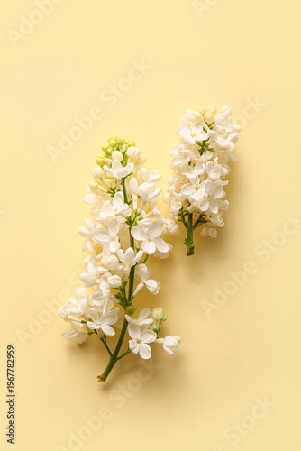 Blooming lilac flowers on b...