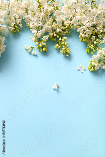 Blooming lilac flowers on blue background