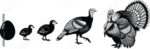 Black and White Illustration of Turkey Life Cycle Stages from Egg to Hatchling Poult and Growing Juvenile to a Fully Mature Male Tom