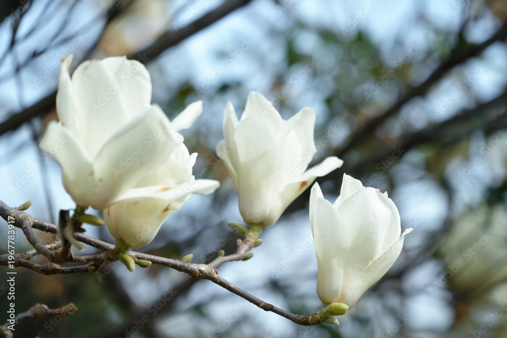 Obraz premium White magnolia flowers