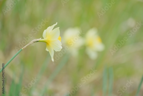 daffodil on a green background