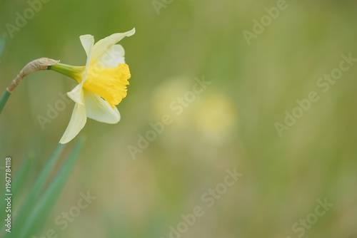 daffodil on a green background