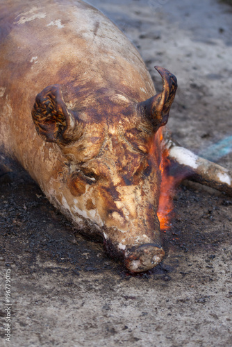 Roasting a pig in Romania, Bistrita, during the winter holidays, is an old tradition. 