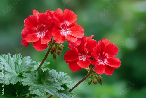 Red geranium pelargonium flowers blooming in garden