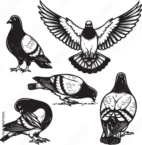 Five pigeons in different poses and angles