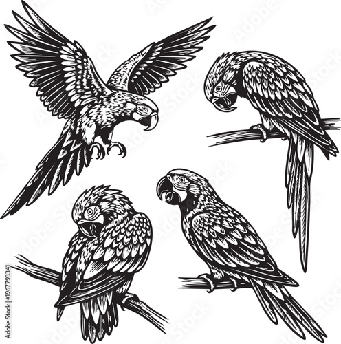 Four parrots in different poses on branches