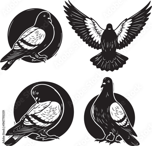 Four black and white images of pigeons in different poses
