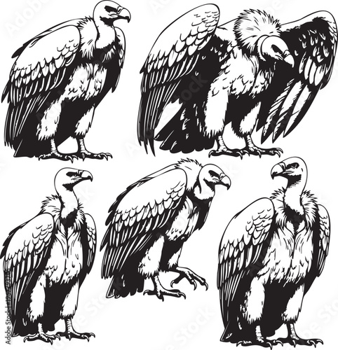 A group of vultures standing in different positions