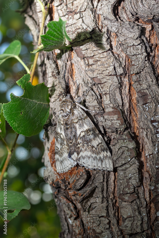 Obraz premium Catocala fraxini butterfly resting on textured tree bark with green leaves in a natural outdoor setting, showcasing its intricate wing patterns and colors