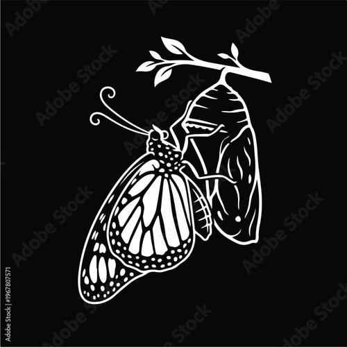Butterfly Emerging from Chrysalis.