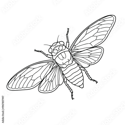 Insect Cicada Closeup View.