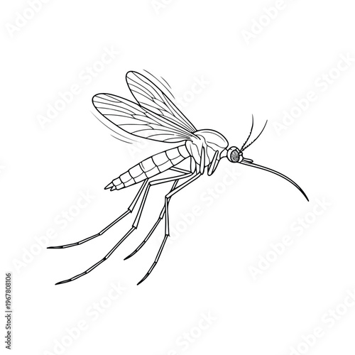 Mosquito Insect Closeup Drawing 1.