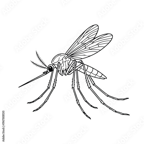 Mosquito Insect Closeup View.