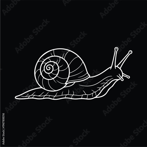 Snail Shell Animal Outline Drawing.